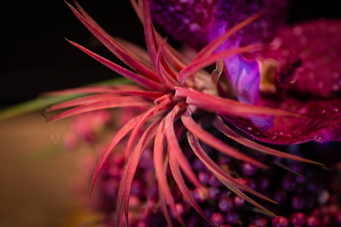 Pfefferpraline Violet Plum