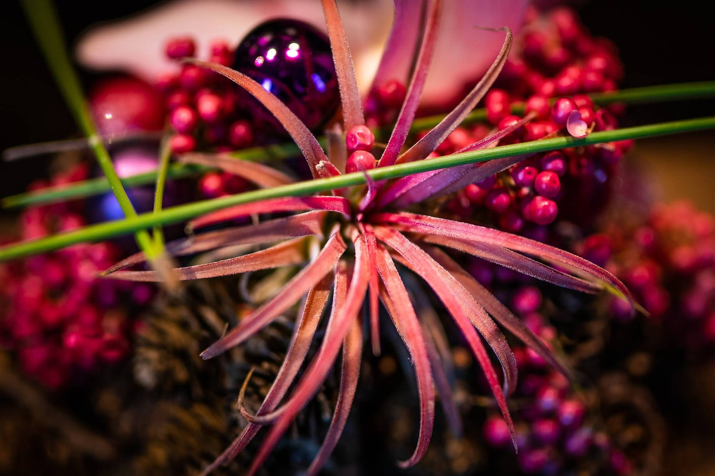 Weihnachtspraline Violet Plum