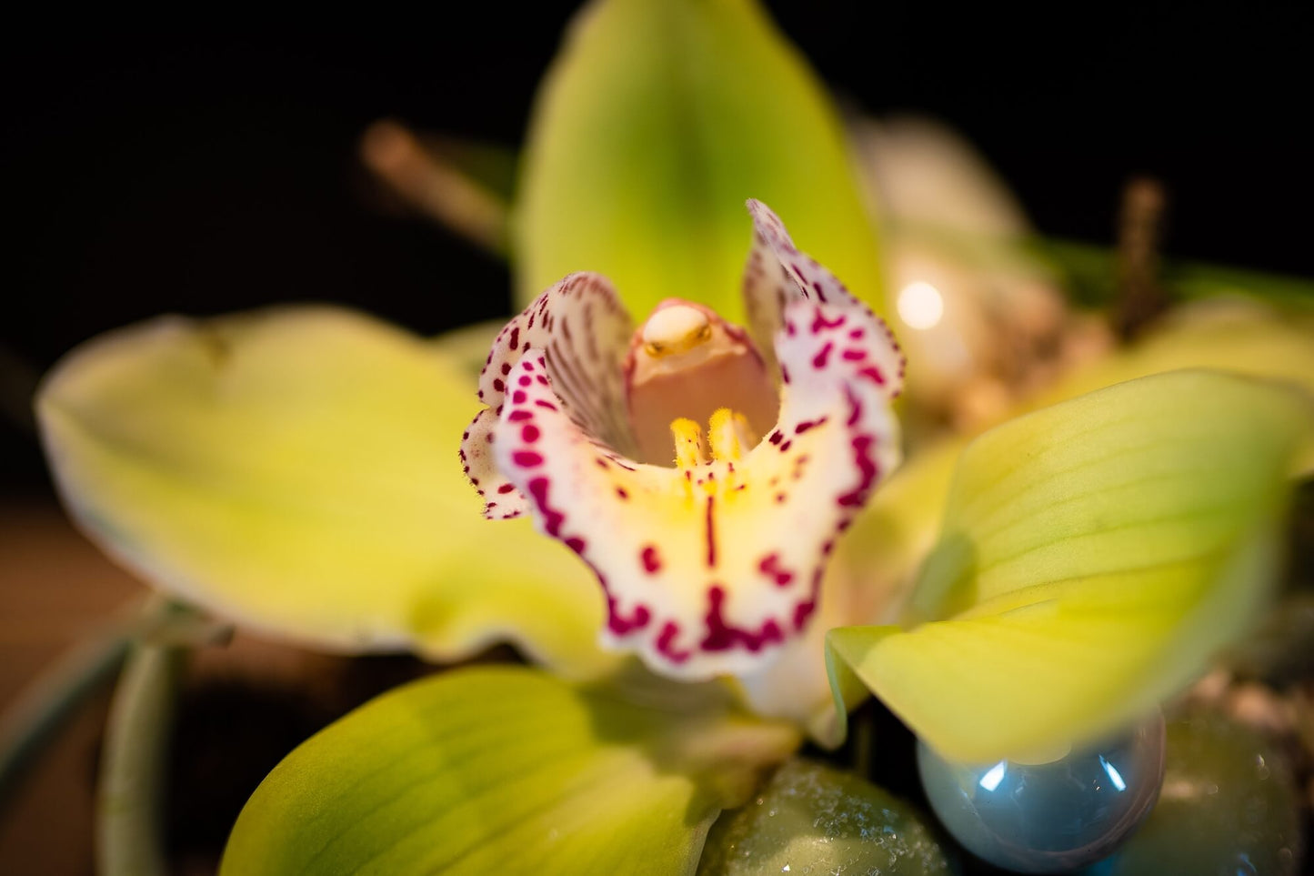 Weihnachtspraline Mint